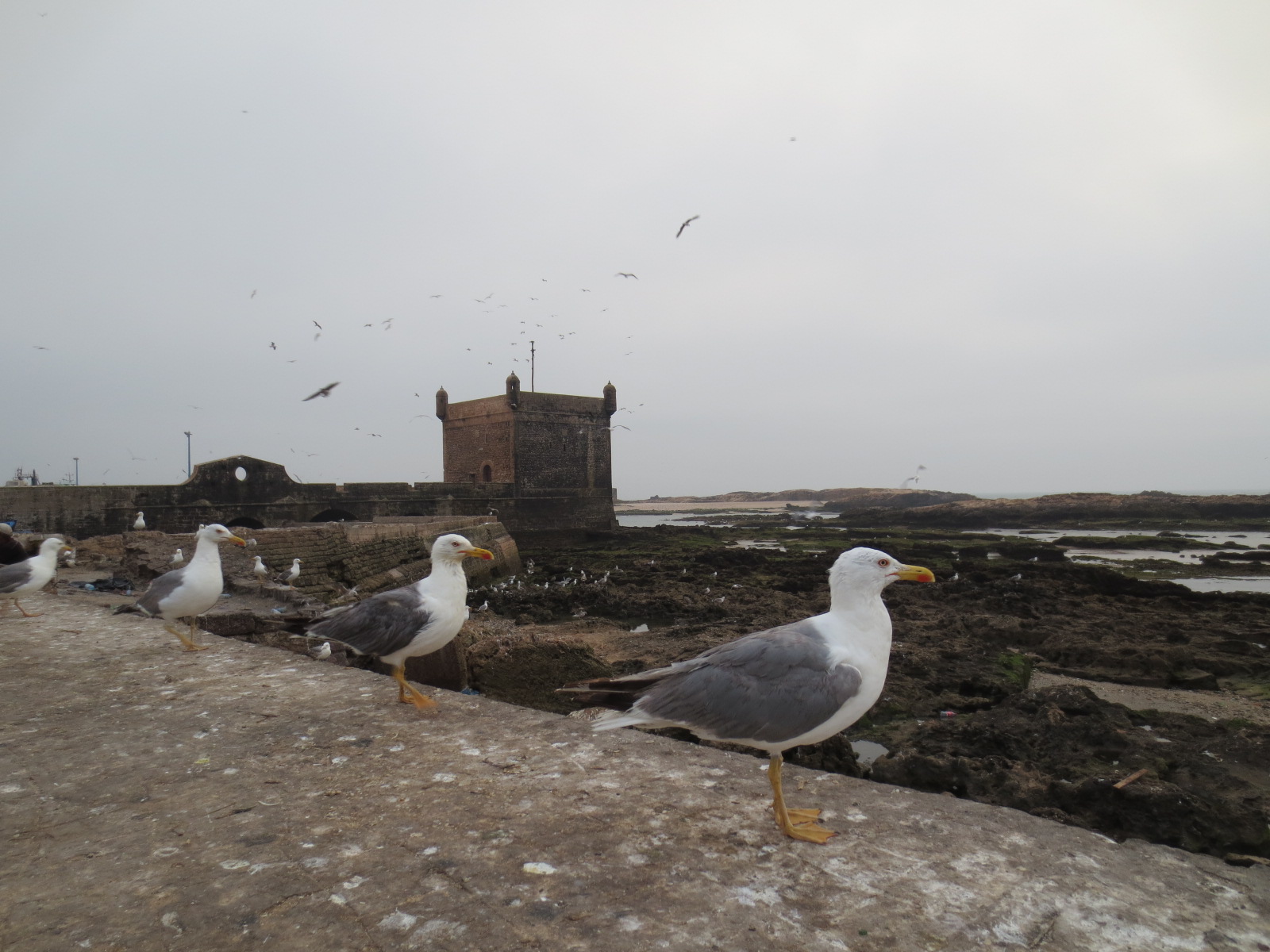 Skala de la Ville, Essaouira, Morocco